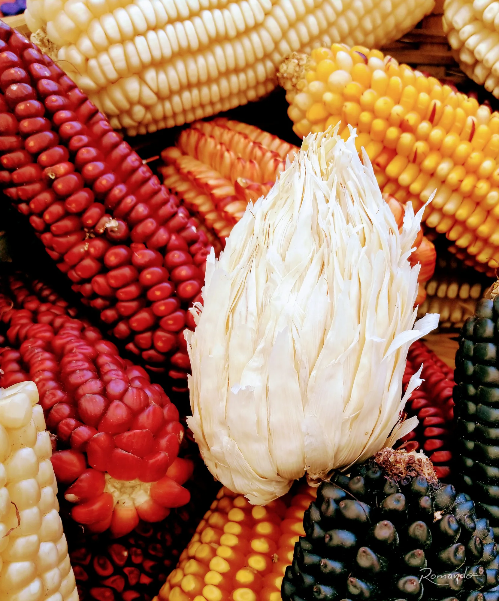 Maizajo